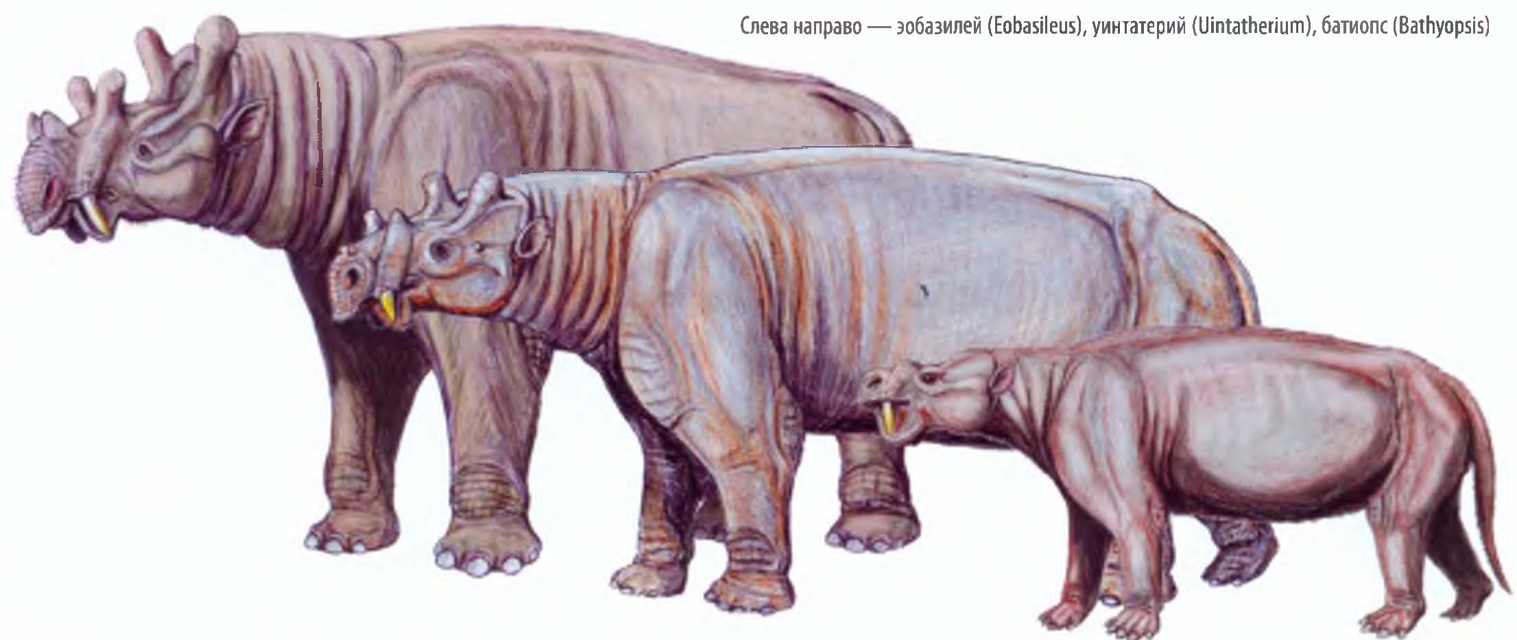 Древние млекопитающие вымершие много миллионов лет назад.