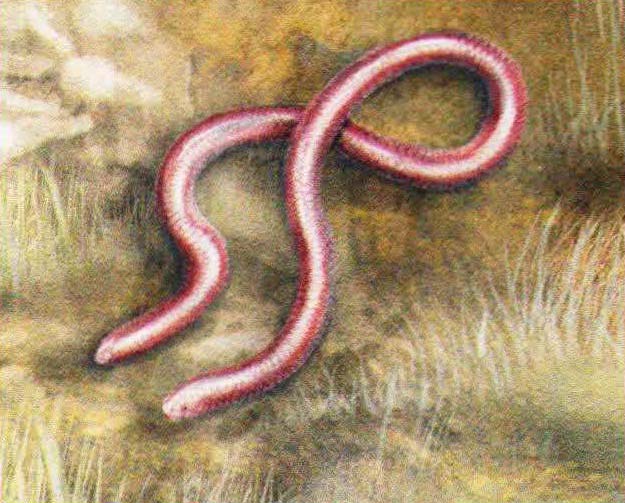 Западная узкоротая змея (Leptotyphlops humilis).
