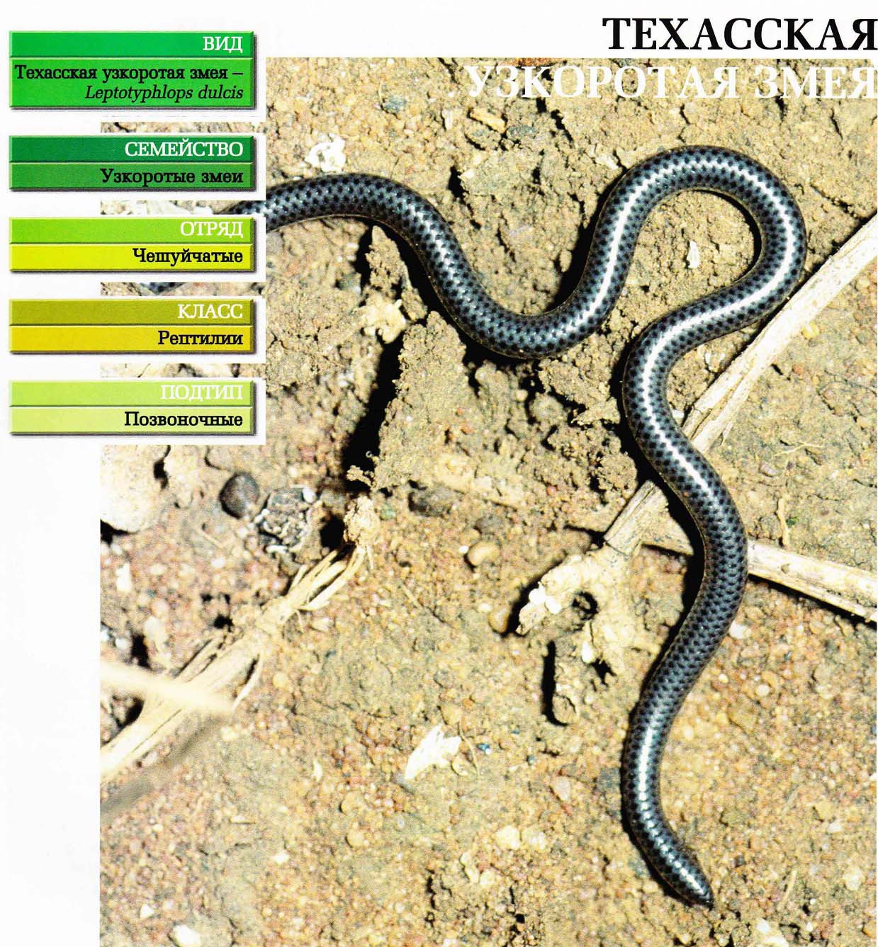 Систематика (научная классификация) змеи узкоротой техасской. Leptotyphlops dulcis.
