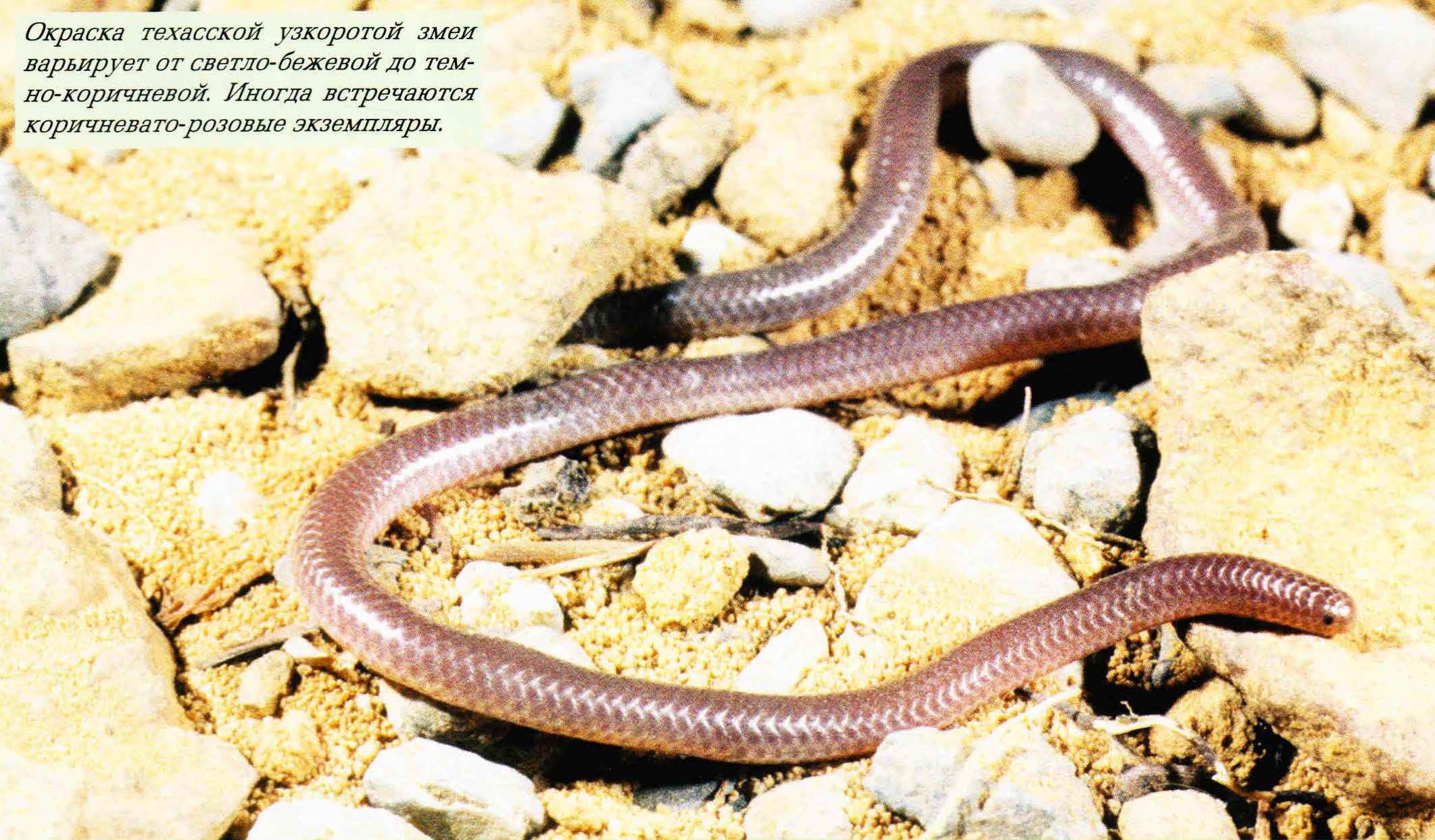 Окраска техасской узкоротой змеи варьирует от светло-бежевой до темно-коричневой. Иногда встречаются коричневато-розовые экземпляры.