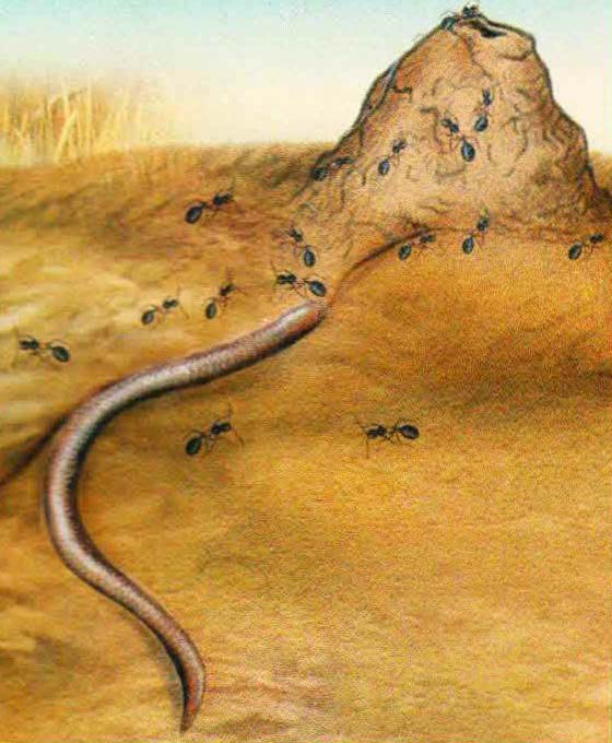Узкоротая змея устремляется по муравьиной тропе к муравейнику.