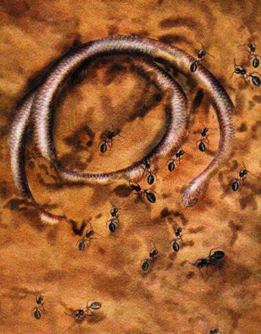 Покрывающий тело змеи слой слизи позволяет ей не бояться муравьиных укусов.