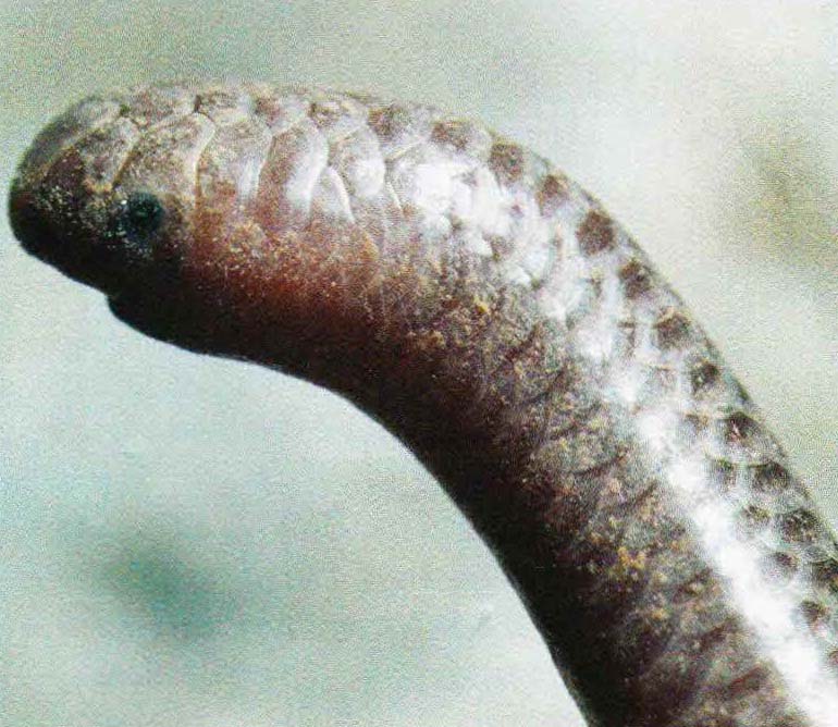 Характерные черты узкоротых змей, гладкая чешуя, короткий хвост, массивная голова и недоразвитые, покрытые щитками глаза - не что иное, как пример адаптации к жизни под землей.