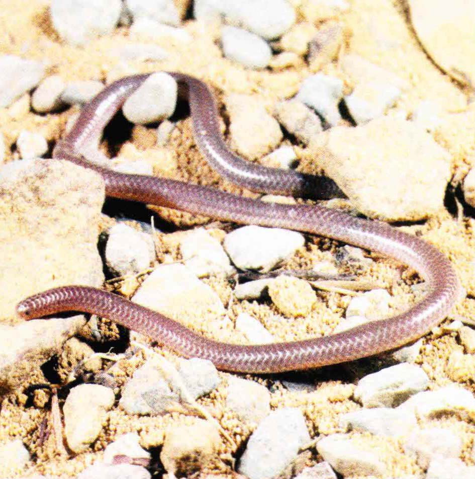 В горной местности техасская узкоротая змея прячется в скальных трещинах или под камнями.