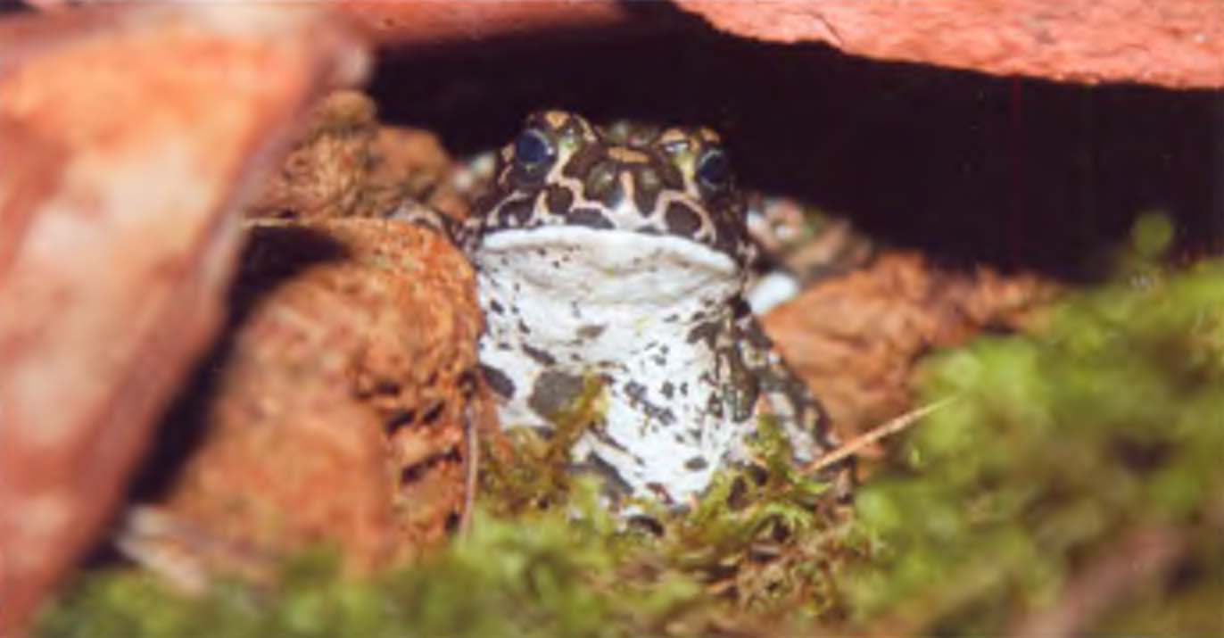 Несмотря на то, что зеленая жаба более южное животное, в Латвии она тоже обитает.