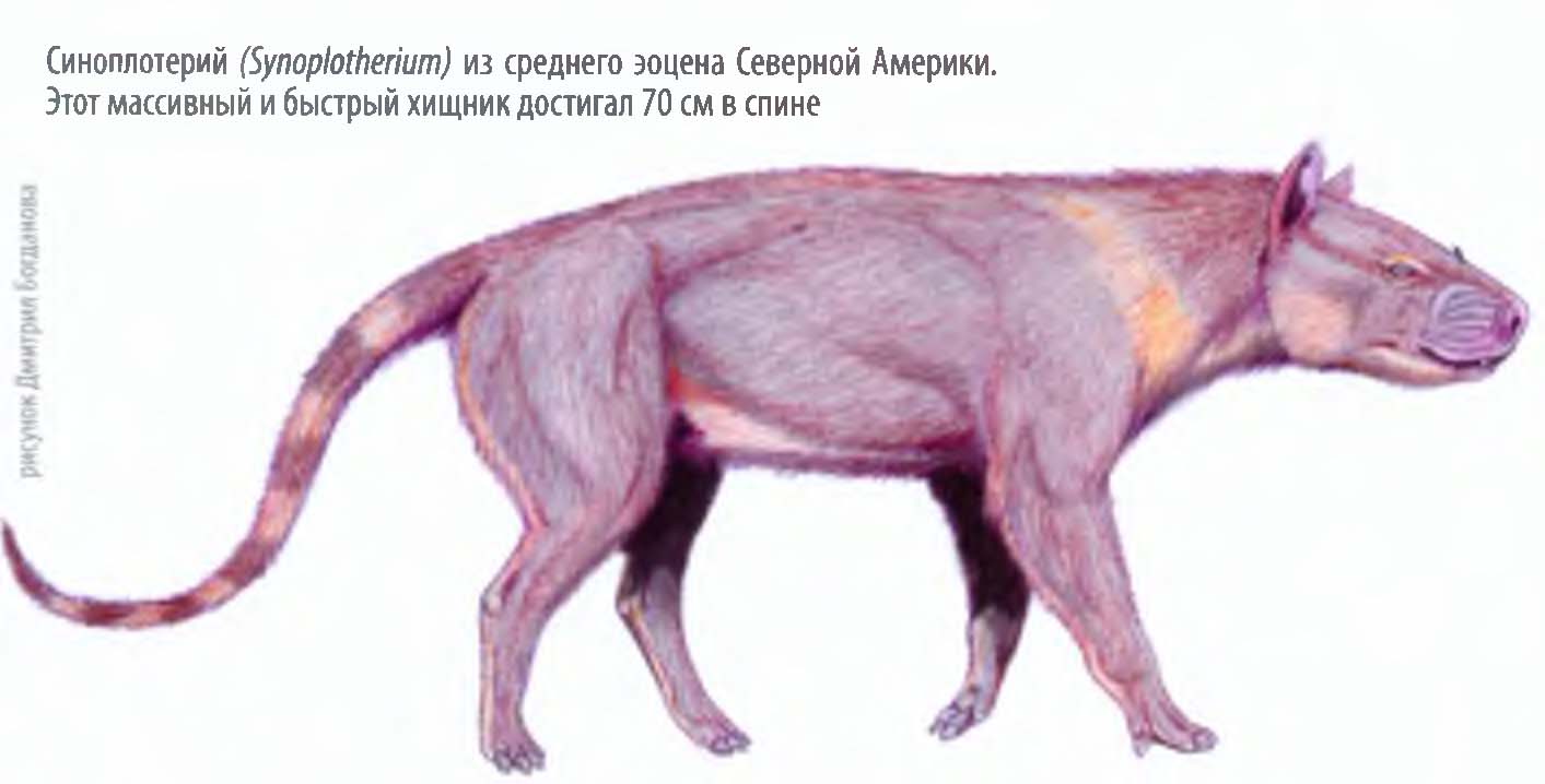 Синоплотерий (Synoplotherium) из среднего эоцена Северной Америки. Этот массивный и быстрый хищник достигал 70 см в спине.