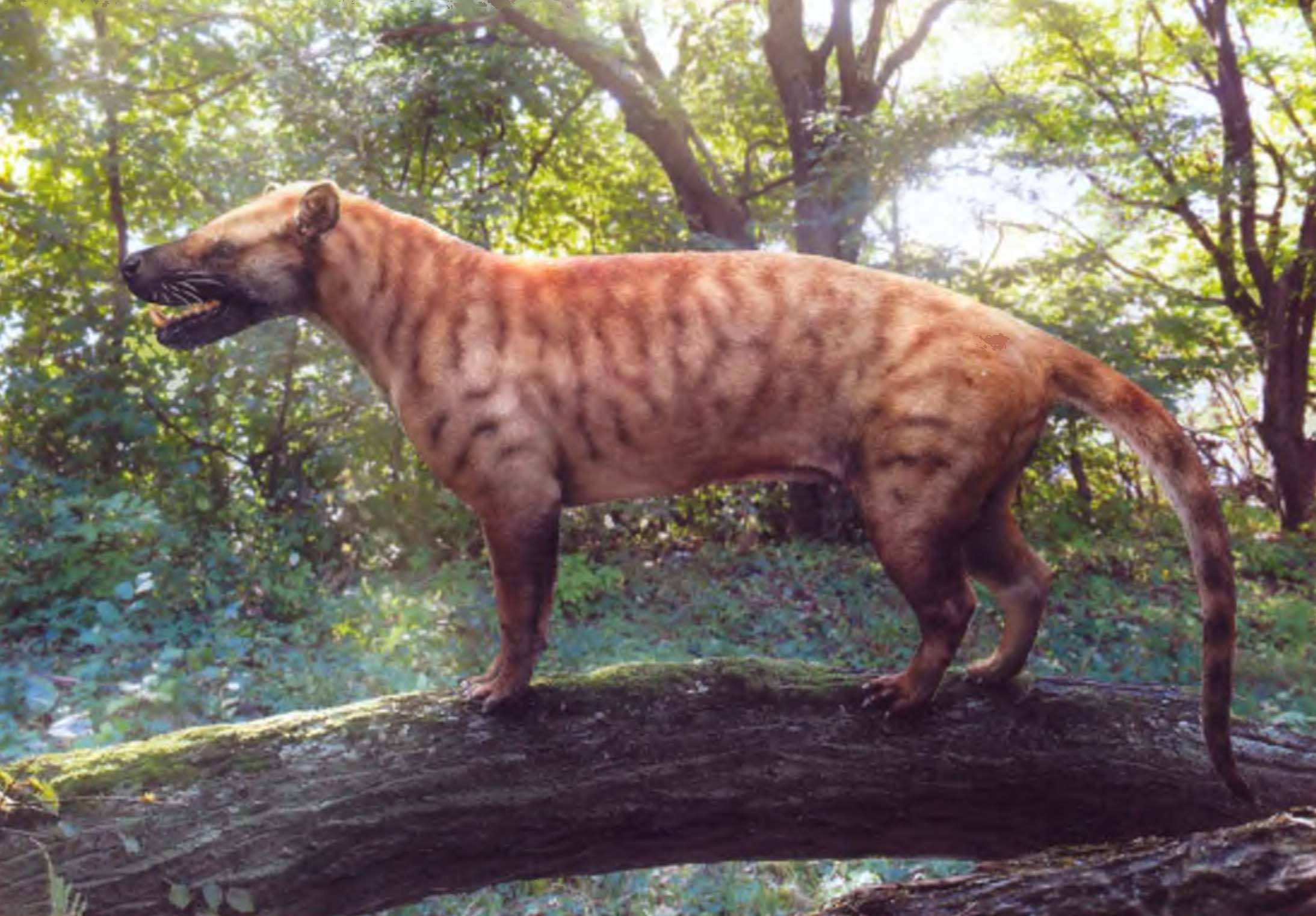 Мезоникс (Mesonyx) — легкий стремительный хищник» распространенный в Азии и Северной Америке с позднего палеоцена по средний эоцен, достигал размера большого волка.