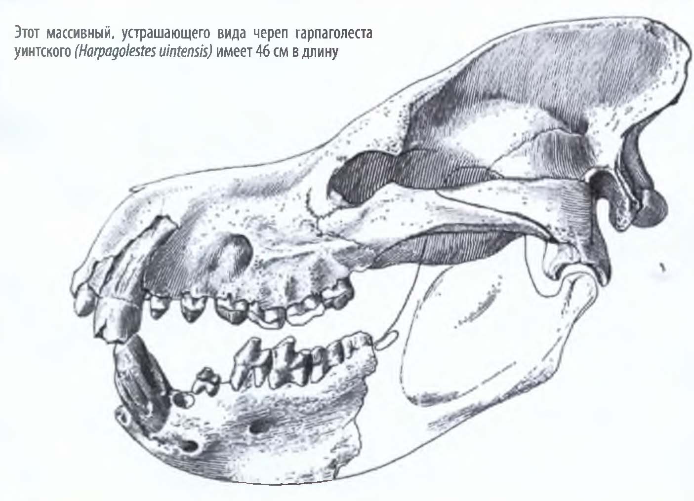 Этот массивный, устрашающего вида череп гарпаголеста уинтского (Harpagolestes uintensis) имеет 46 см в длину