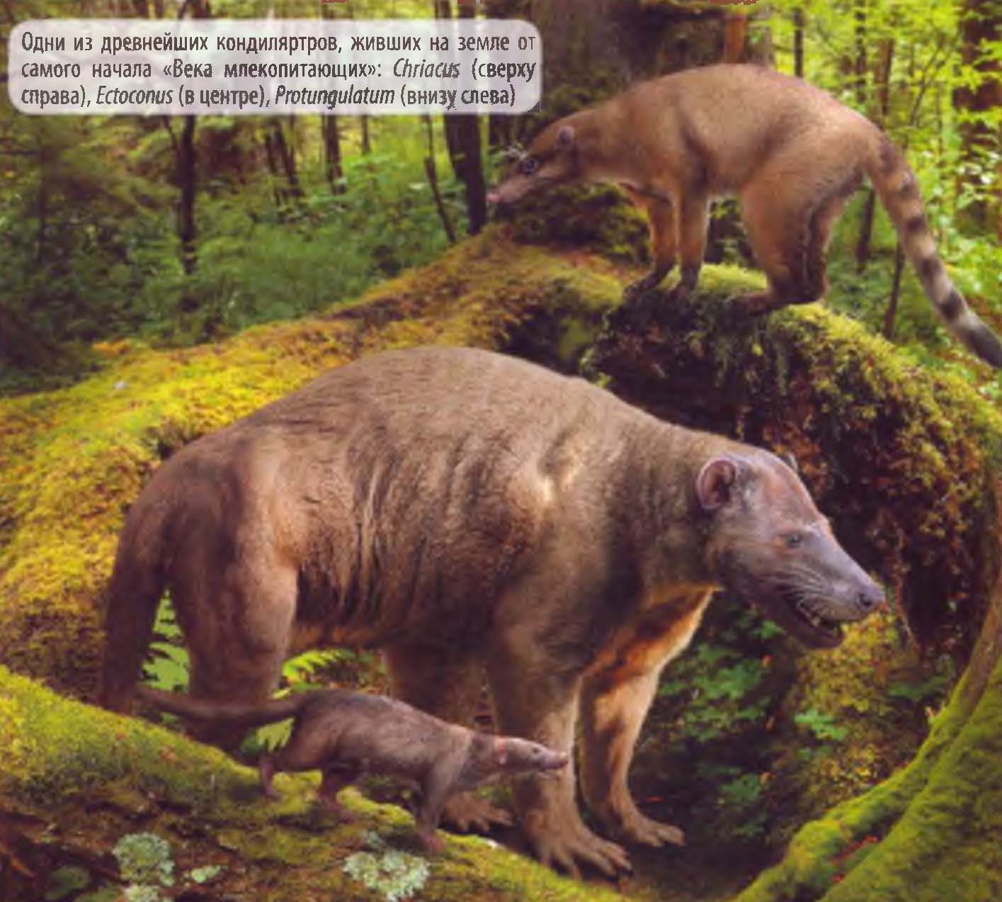 Одни из древнейших кондиляртров, живших на земле от самого начала «Века млекопитающих»: Chriacus (сверху справа), Ectoconus (в центре), Protungulatum (внизу слева).