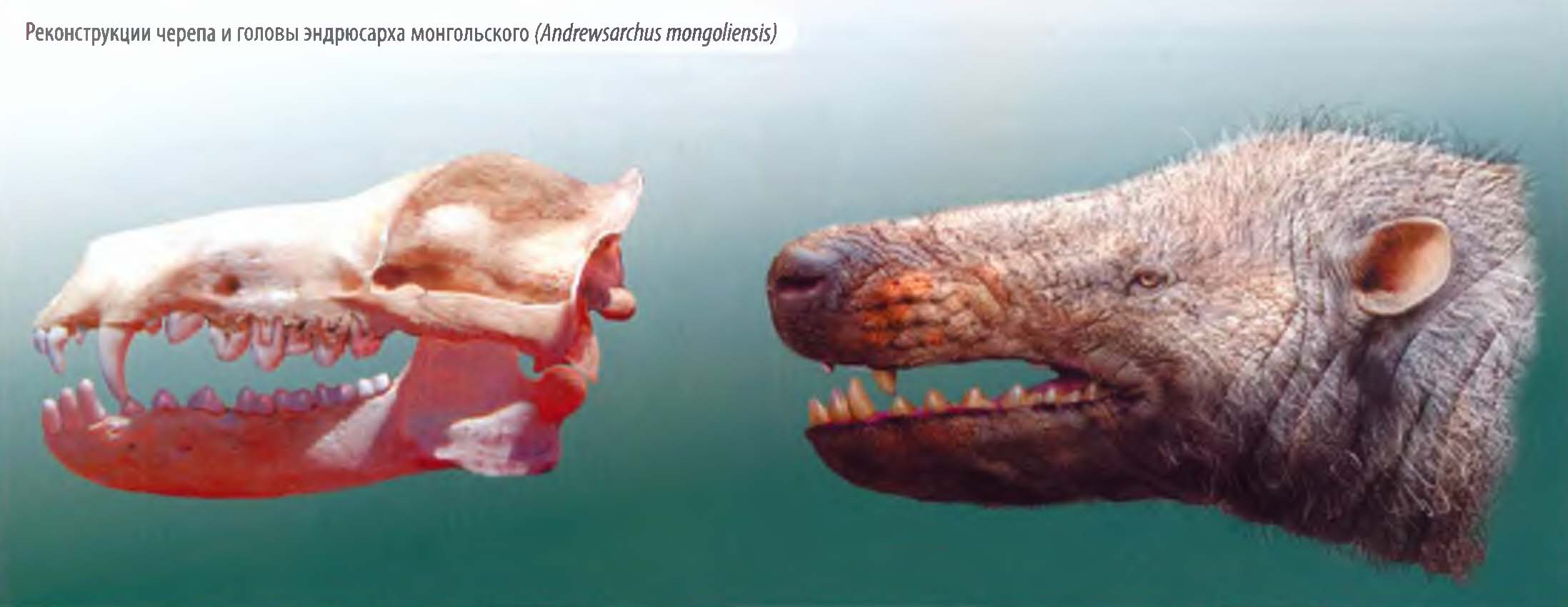Реконструкции черепа и головы эндрюсарха монгольского (Andrewsarchus mongoliensis).