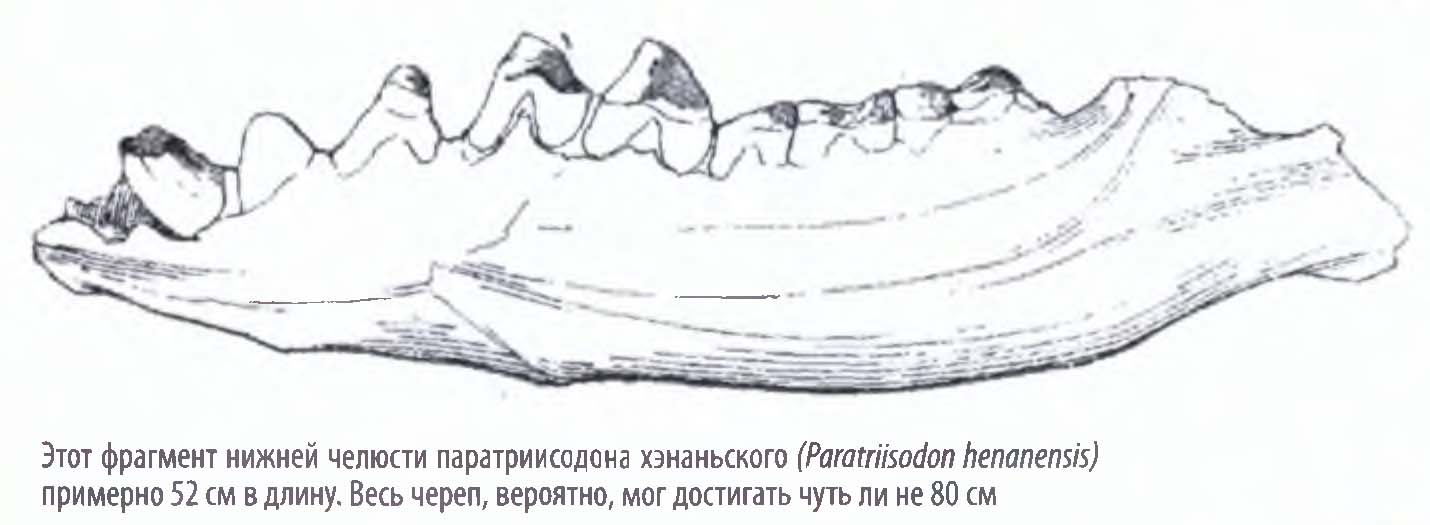 Этот фрагмент нижней челюсти паратриисодона хэнаньского (Paratriisodon henanensis) примерно 52 см в длину. Весь череп, вероятно, мог достигать чуть ли не 80 см.
