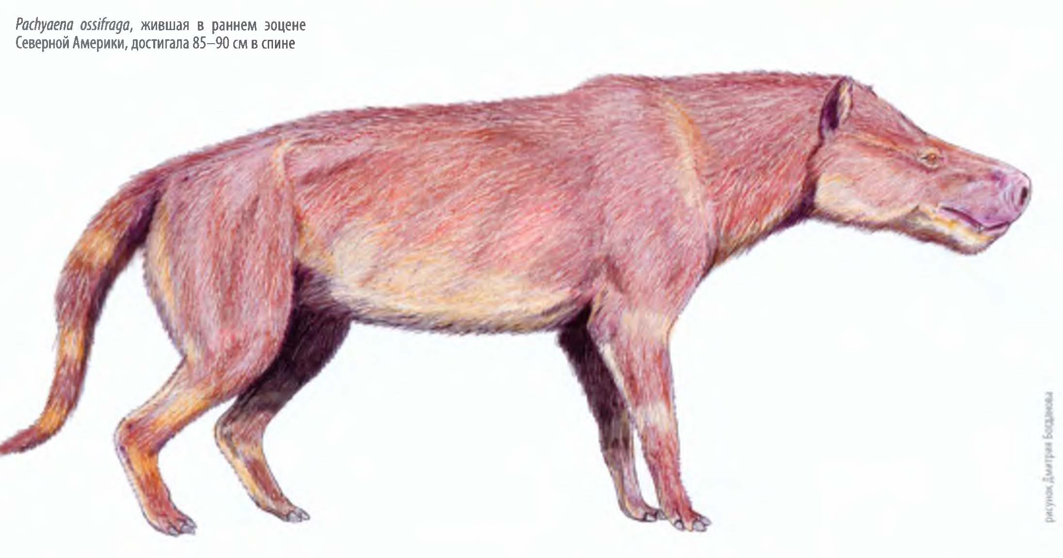 Pachyaena ossifraga, жившая в раннем эоцене Северной Америки, достигала 85-90 см в спине.