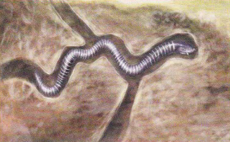 Прокладывая подземные ходы, кольчатая червяга буравит землю головой и ориентируется с помощью щупалец.