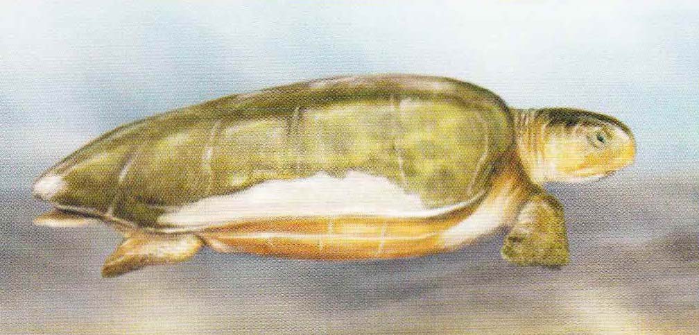 Австралийская зеленая черепаха (Chelonia depressa).
