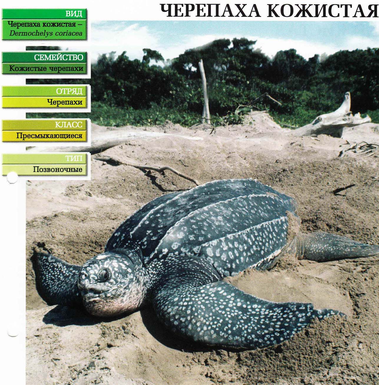Систематика (научная классификация) черепахи кожистой. Dermochelys coriacea.