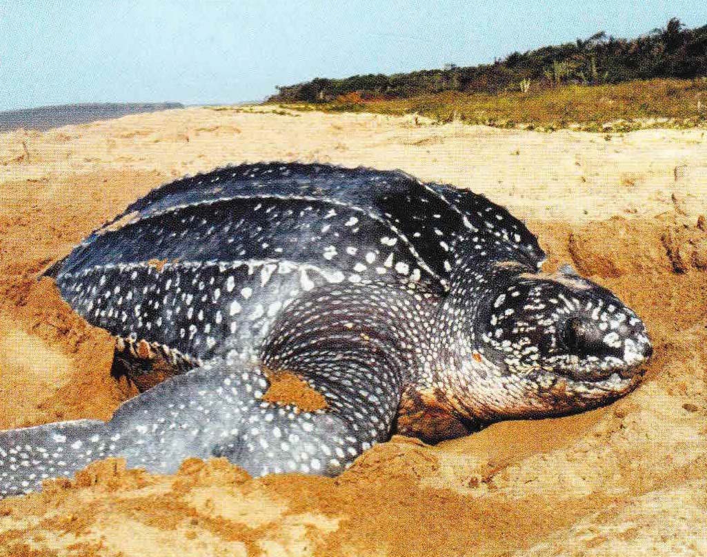 Самцы кожистых черепах всю жизнь проводят в открытом море. Самки выходят на песчаные пляжи только для того, чтобы отложить яйца.