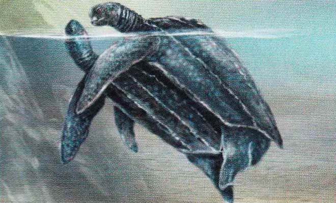 Кожистые черепахи спариваются в воде.