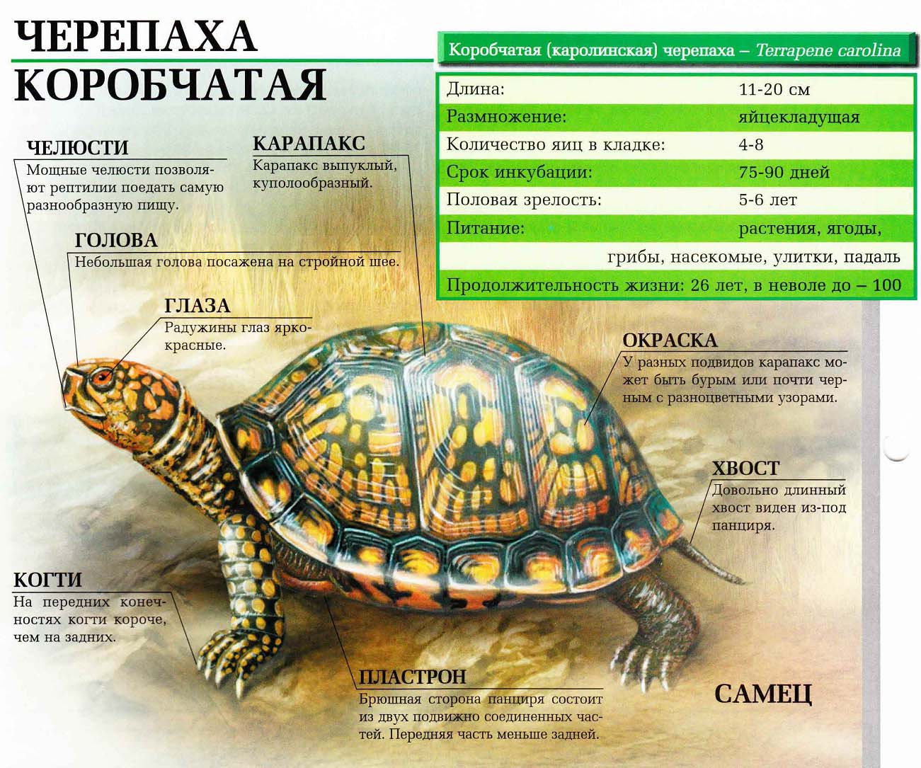 Описание коробчатой (каролинской) черепахи.