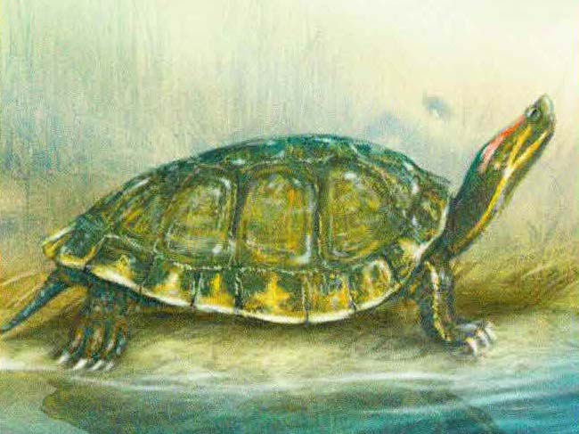 Красноухая черепаха (Pseudemys scripta).
