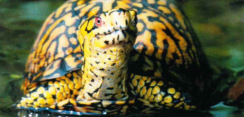 Коробчатая черепаха чаще всего селится по берегам ручьев, стоячих водоемов и рек.