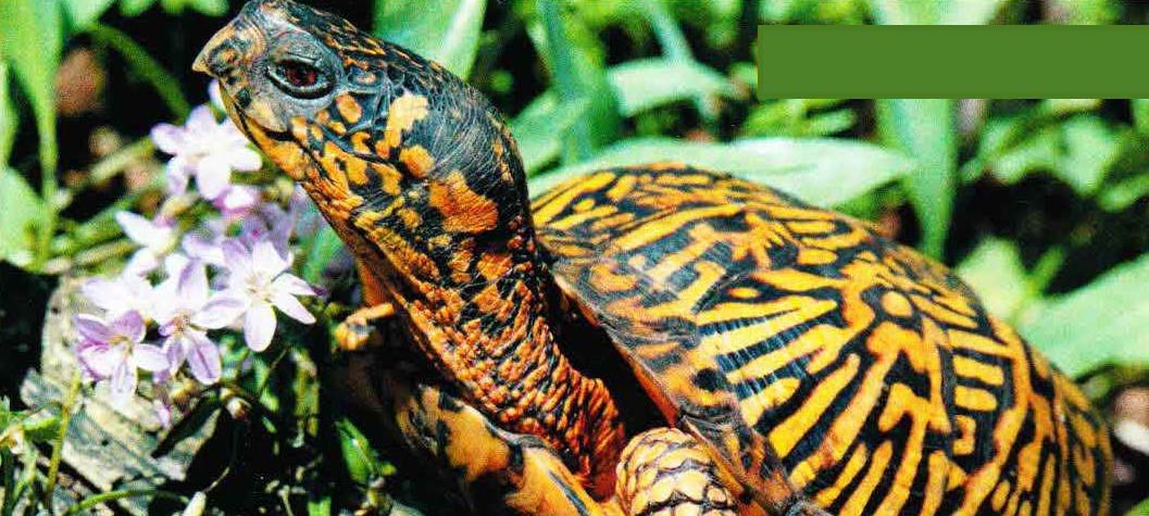 Коробчатых черепах часто и охотно содержат в домашних террариумах. Некоторых рептилий хозяева выпустили на свободу, поэтому их можно увидеть в местах, далеких от естественного ареала обитания.