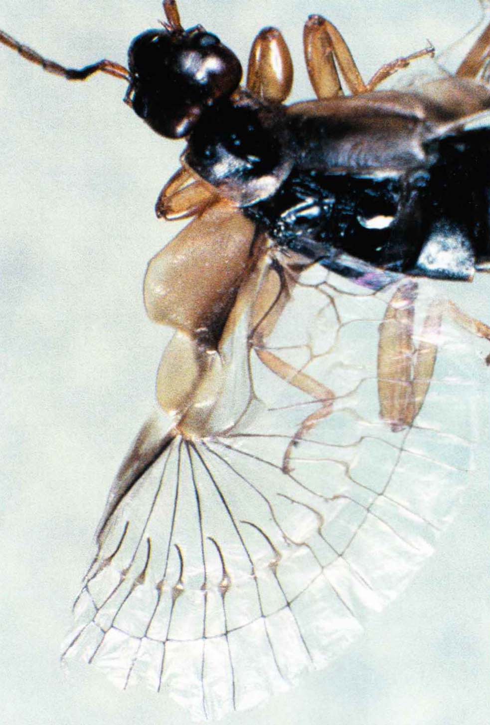 Очень широкие крылья уховертки имеют веерообразную форму. Чтобы спрятать их под короткими надкрыльями, насекомое складывает их втрое - один раз вдоль и два раза поперек.