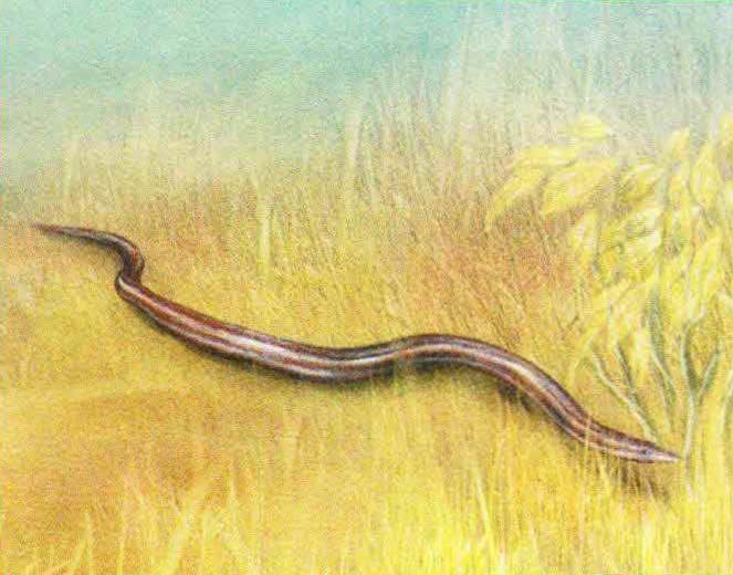 Потревоженная рептилия мгновенно прячется в высокой траве.