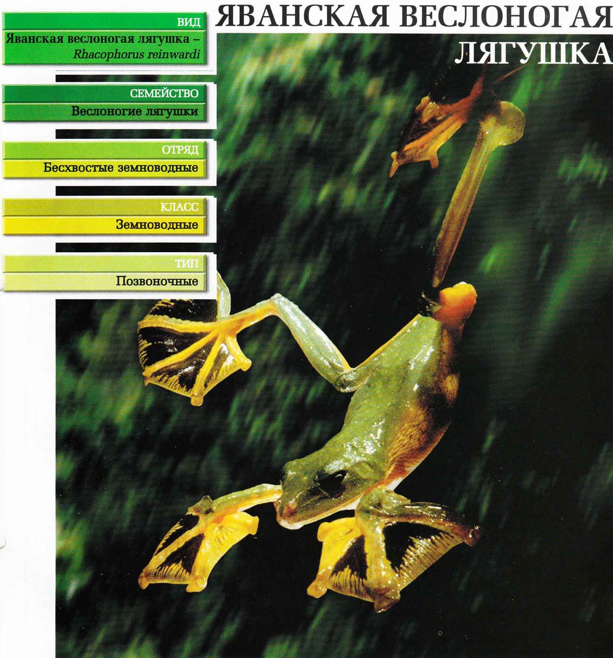 Систематика (научная классификация) веслоногой лягушки яванской. Rhacophorus reinwardi.