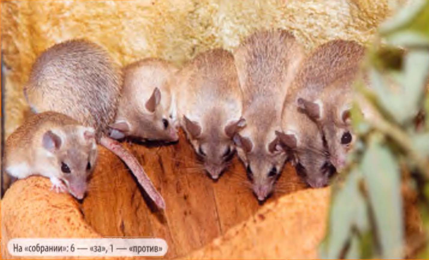 Африканские мыши. Приручение и содержание игольчатых и полосатых мышей.