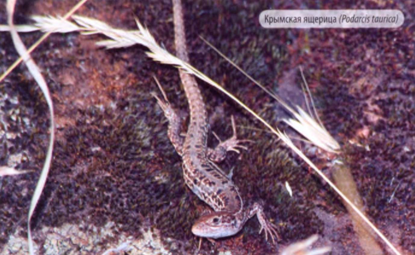 Крымская ящерица (Podarcis tourica).