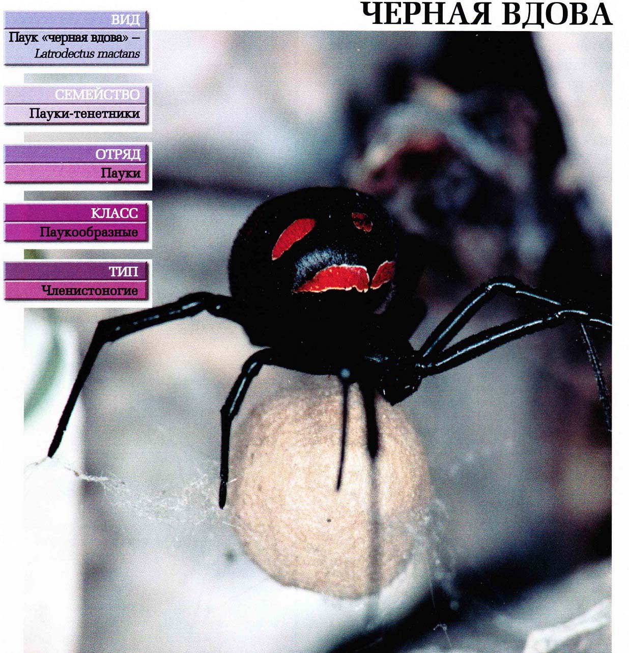 Систематика (научная классификация) паука чёрная вдова. Latrodectus mactans.