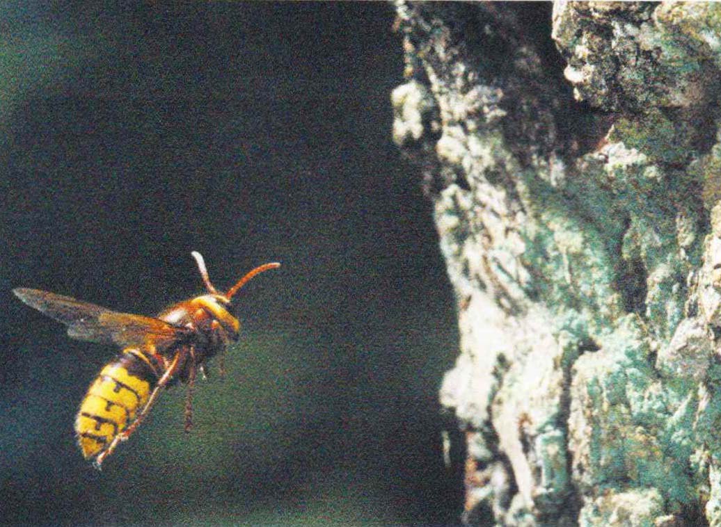 Максимальная численность колонии шершней составляет около 700 насекомых, при этом высота гнезда достигает 60 см. В слепленных из бумажной массы шестигранных ячейках развиваются яйца, личинки и куколки.