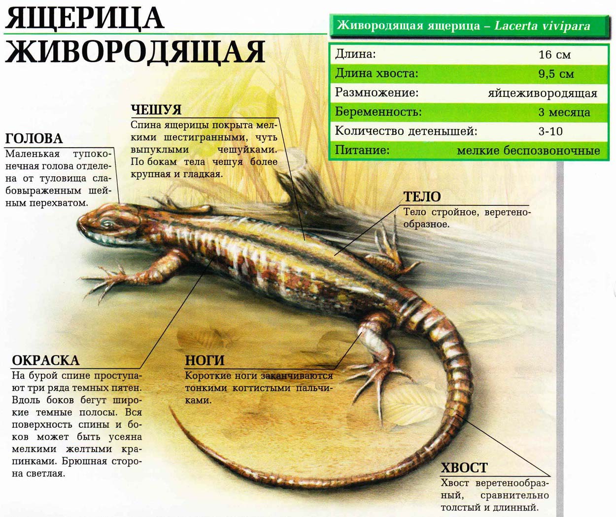 Ящерица живородящая. Сайт про зверей - ZveroSite.ru