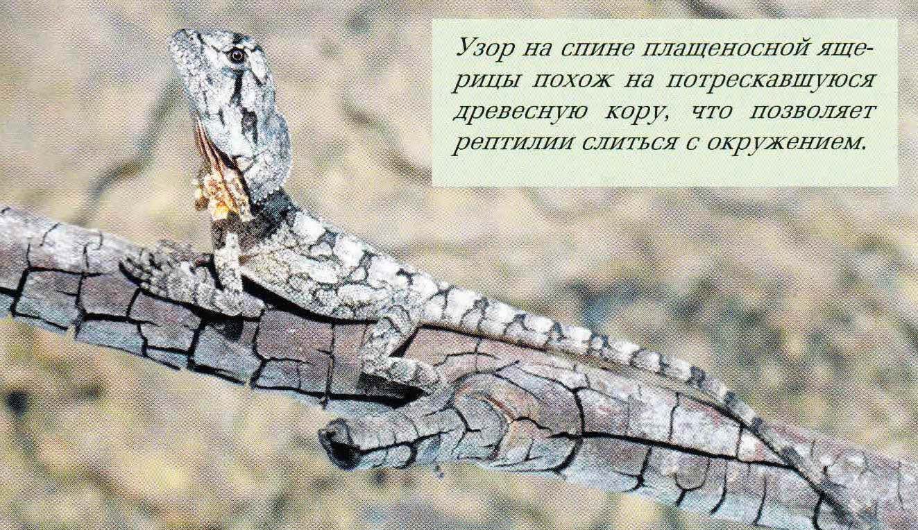 Узор на спине плащеносной ящерицы похож на потрескавшуюся древесную кору, что позволяет рептилии слиться с окружением.