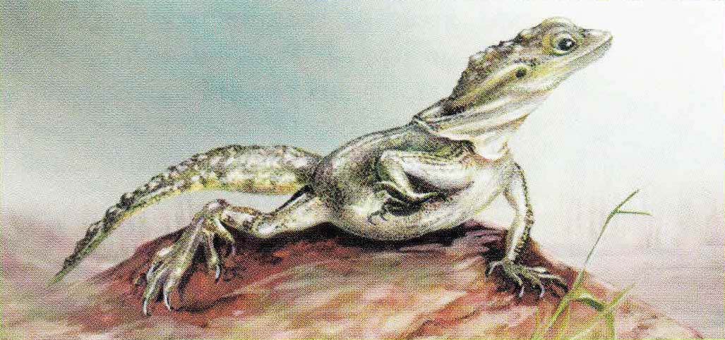 Молуккская парусная ящерица (Hydrosaurus amboinensis).