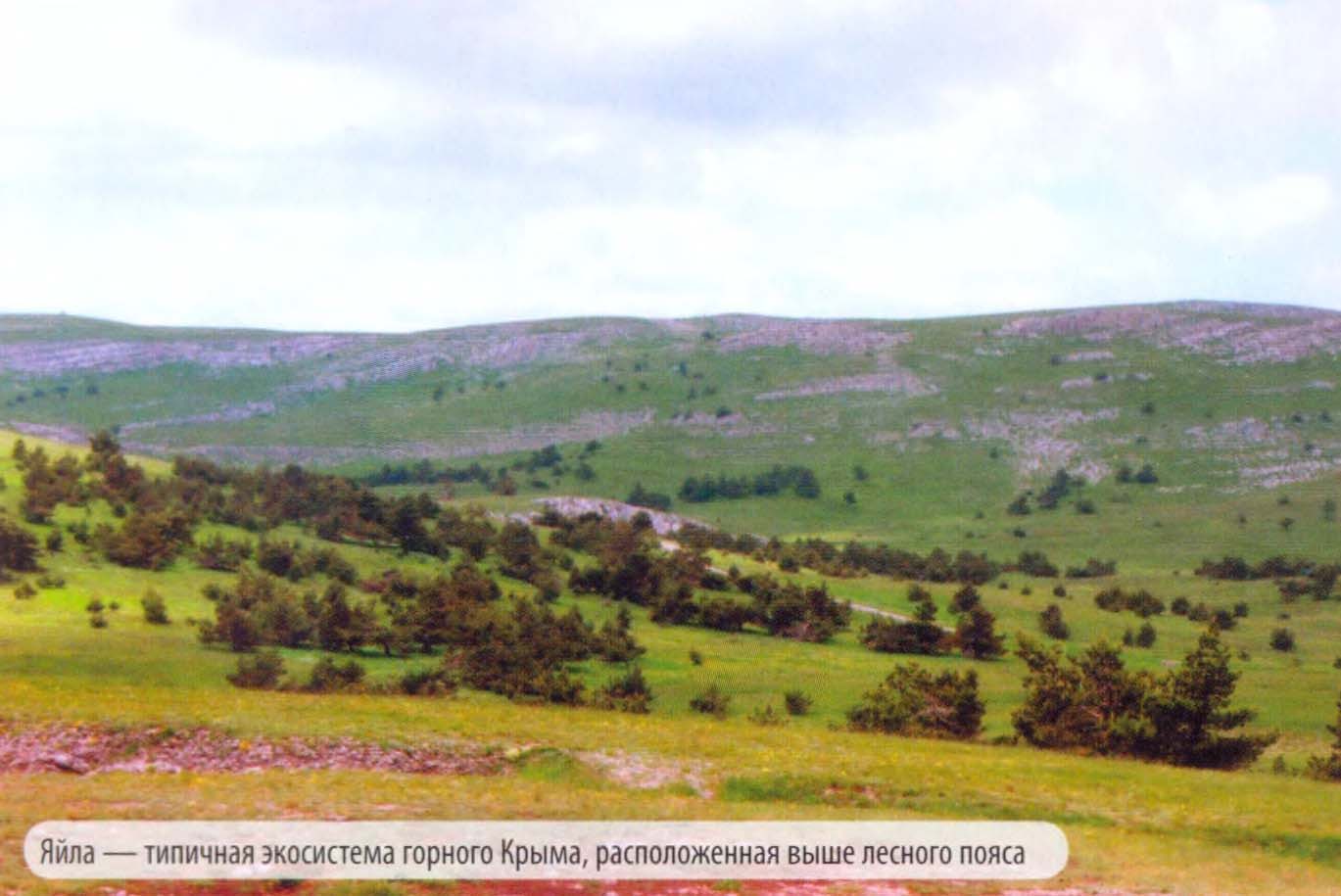 Яйла — типичная экосистема горного Крыма, расположенная выше лесного пояса.