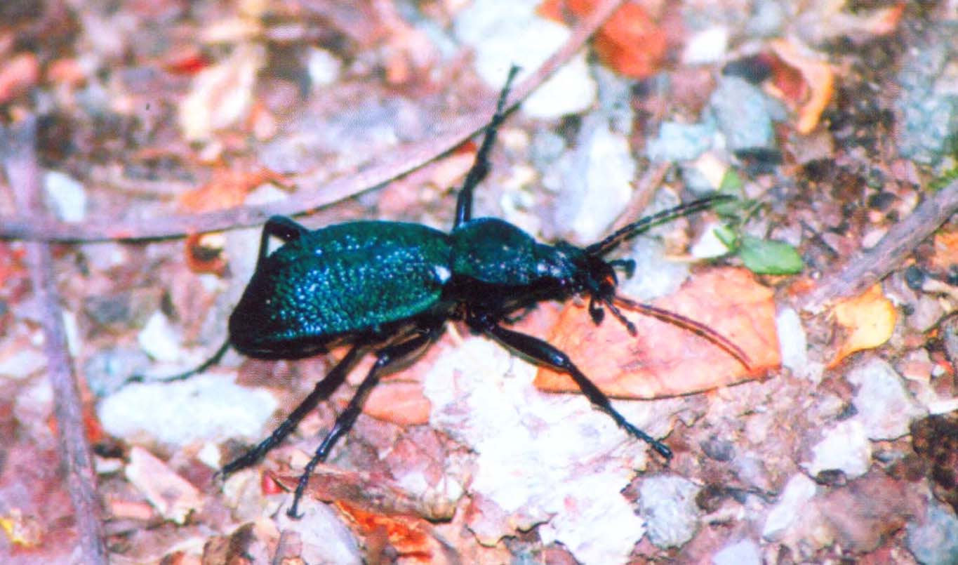 Крымская жужелица (Carabus tauricus) — самый заметный и красочный вид насекомых горного Крыма.