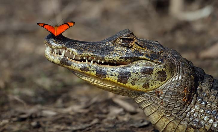 Крокодил и бабочка.