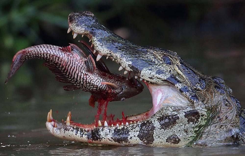 Крокодил ест рыбу.