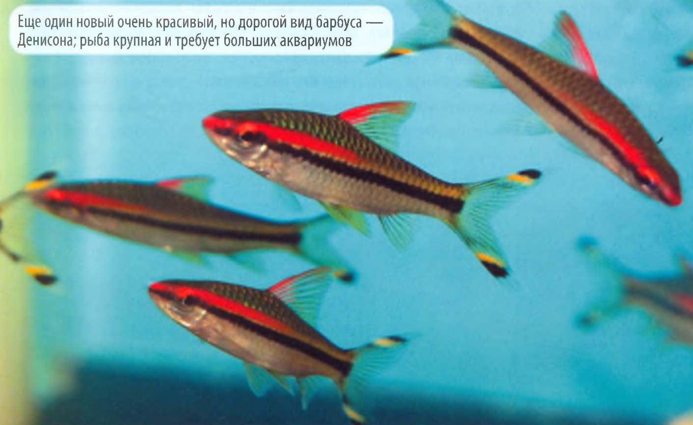 Еще один новый очень красивый, но дорогой вид барбуса — Денисона; рыба крупная и требует больших аквариумов.
