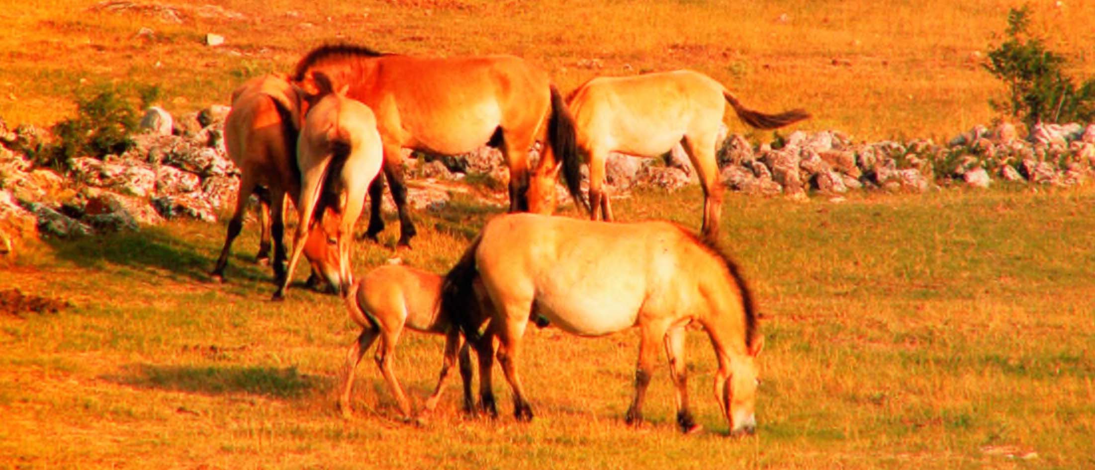 Табун лошадей Пржевальского.