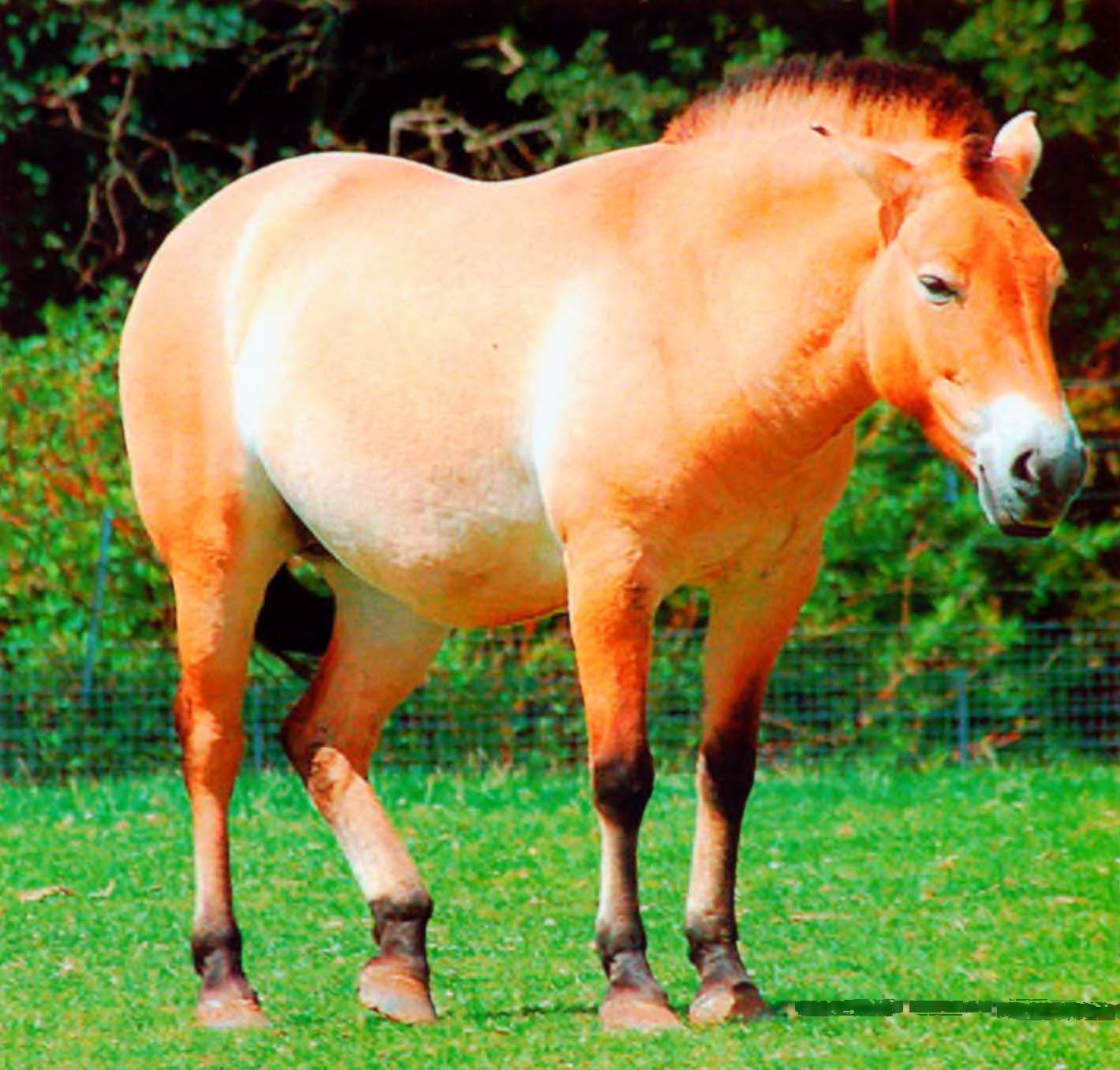 Толстенькая лошадь Пржевальского в зоопарке.