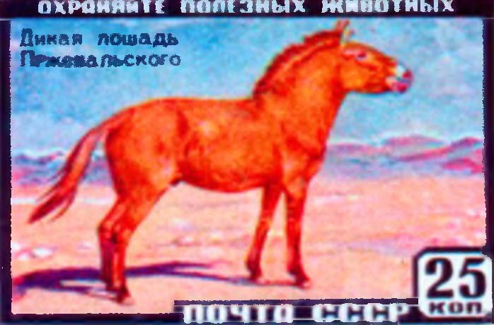 Лошадь Пржевальского на марке «Почты СССР».
