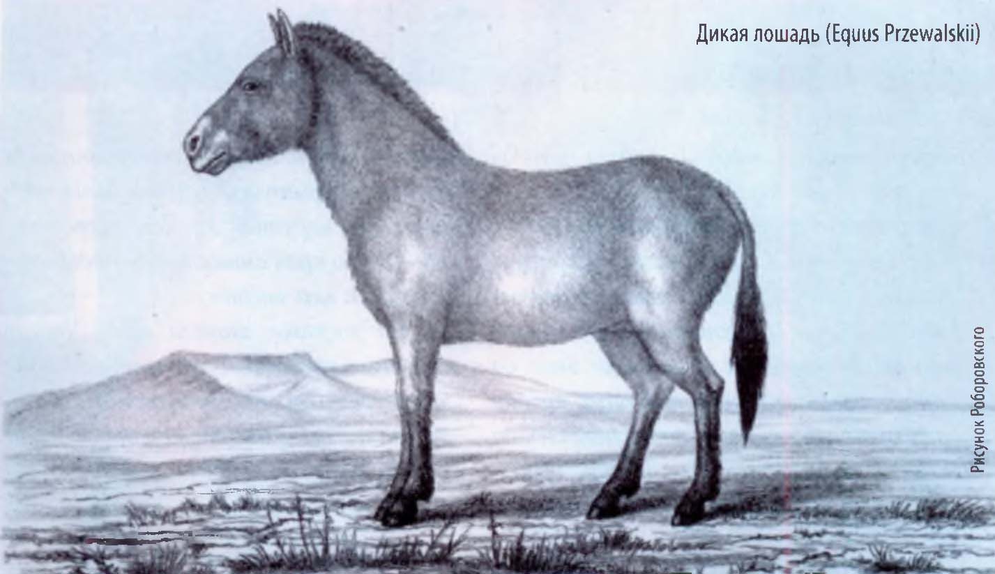 Дикая лошадь Пржевальского.