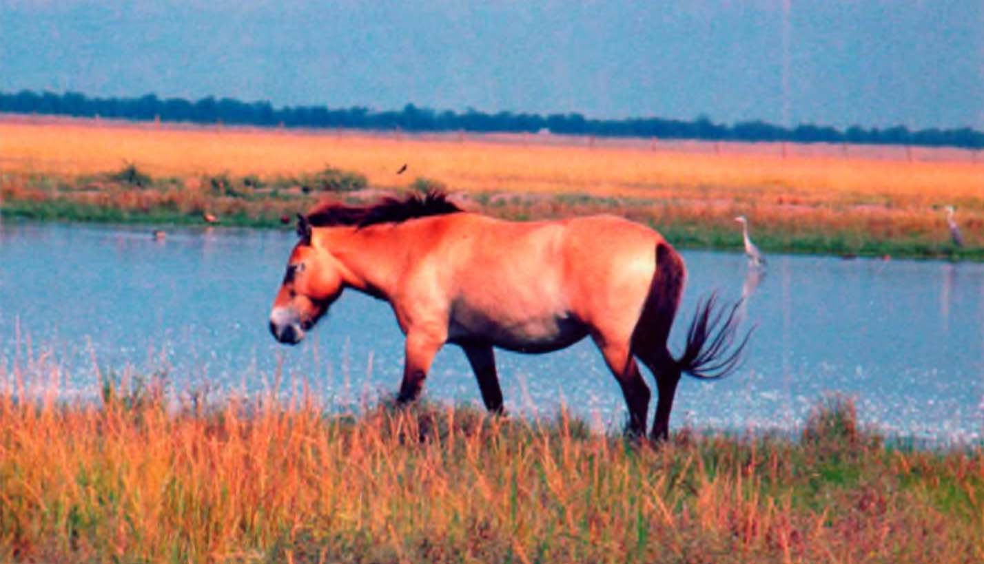 Лошадь Пржевальского на водопое.