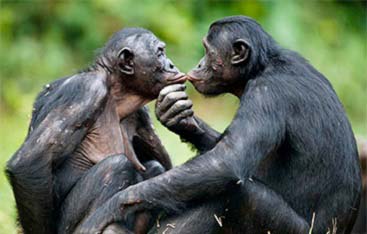 Бонобо - дети любви и джунглей.