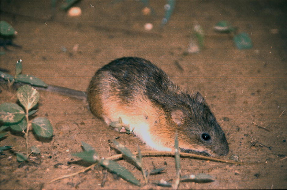 Holochilus sciureus - амазонская болотная крыса.