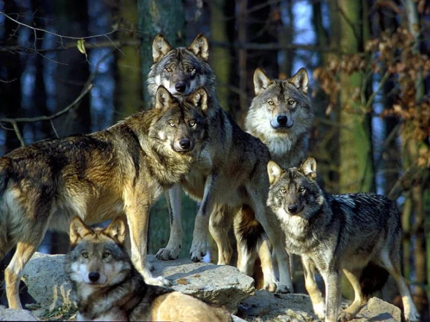 Как устроена и живет семья волков?