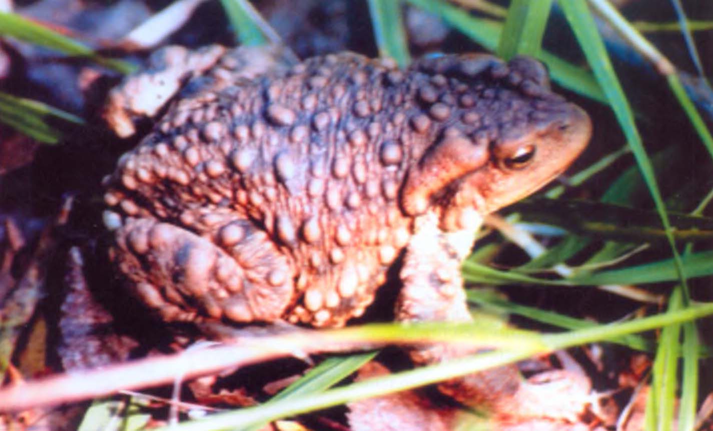 Миншанская жаба (Bufo gargarizans minshanicus) внешне очень похожа на нашу обыкновенную серую жабу (фото В. Боброва).