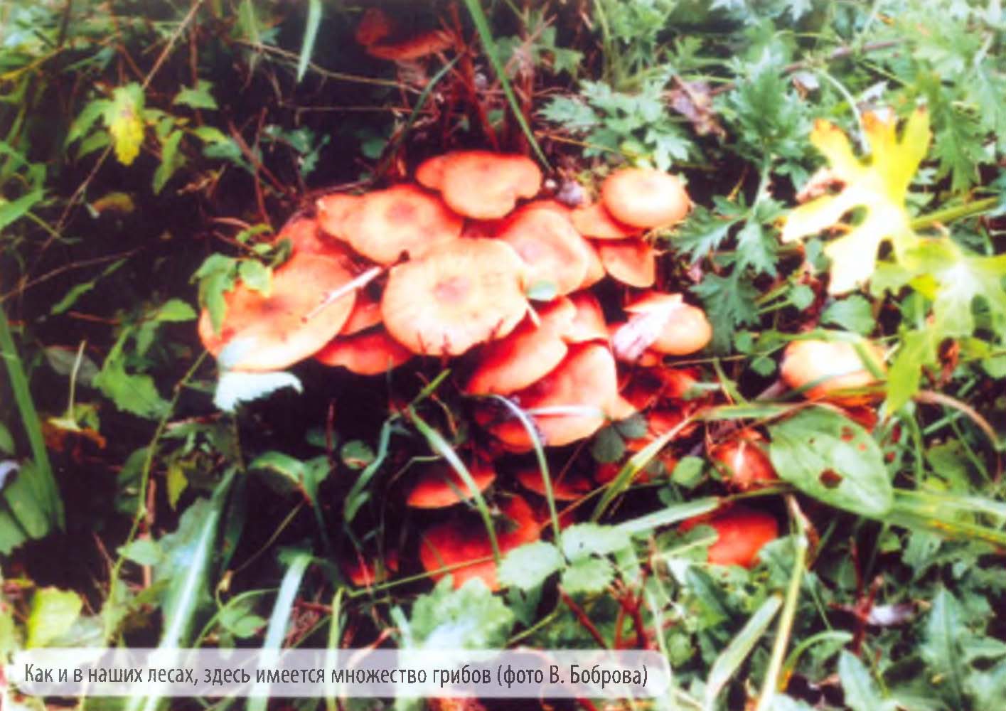 Как и в наших лесах, здесь имеется множество грибов (фото В. Боброва).